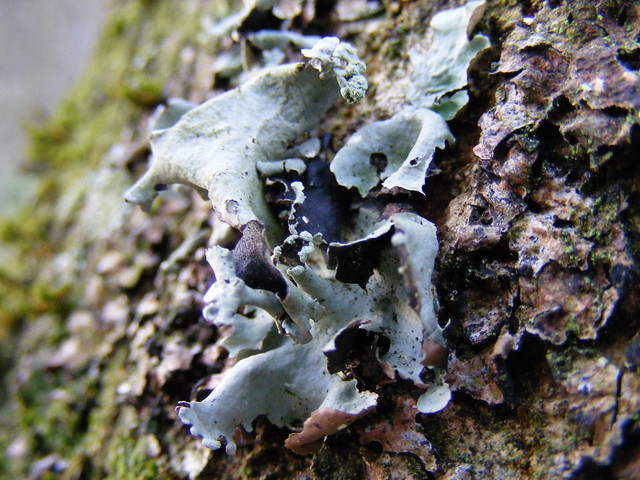 Black stone flower lichen (Parmotrema perlatum)