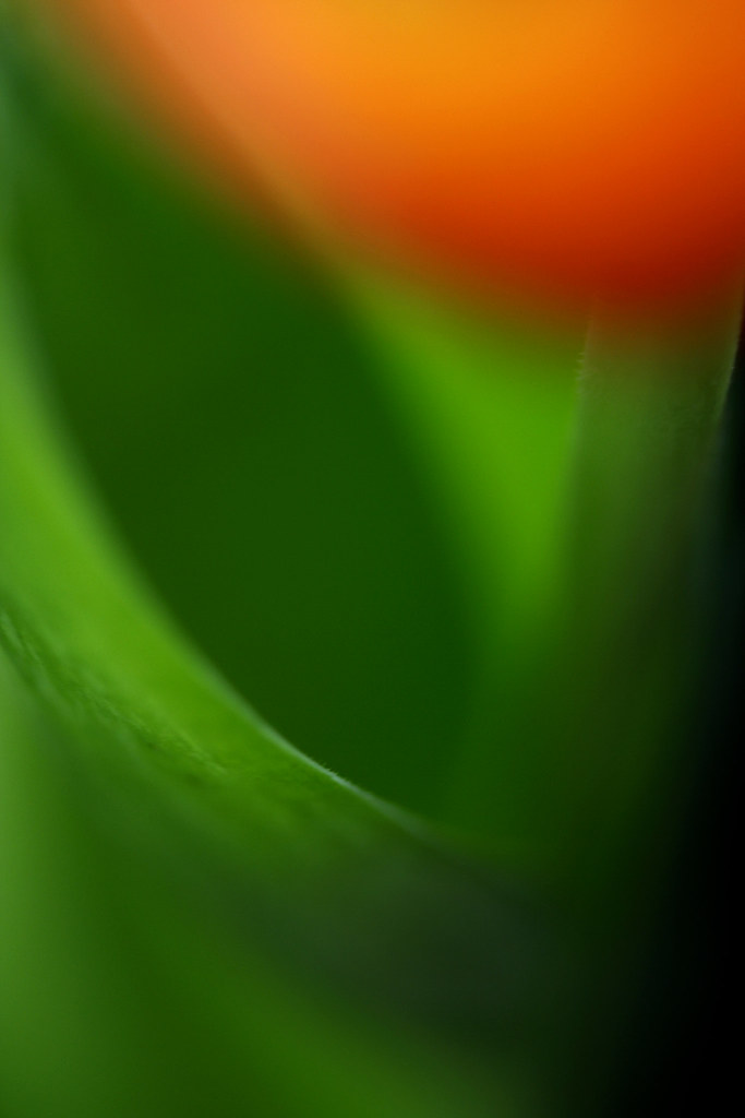 Tulip Abstract by Brenda-Starr