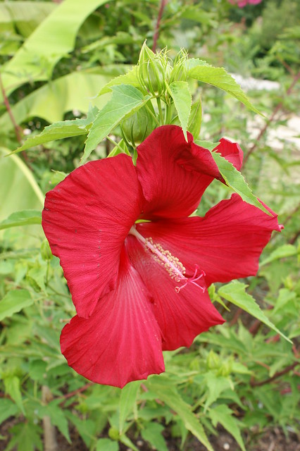 Hibiscus 'Lord Baltimore'