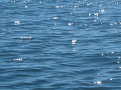 Lake Ontario - "Sparkling Waters"