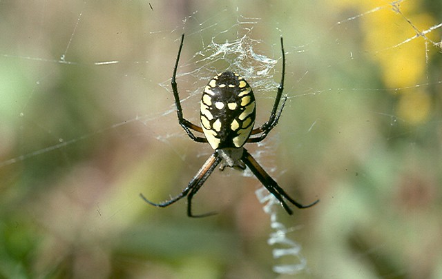 argiopes garden spider on web