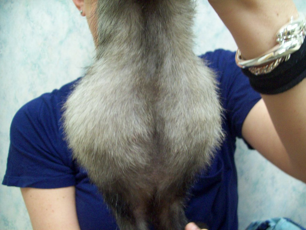 ferret distended abdomen
