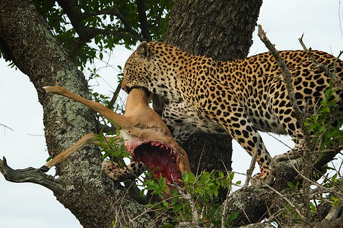 africa cats nature animals southafrica nikon safari leopard gps nikkor impala d300 80400mmf4556dvr dulini flickrbigcats exeterdulini