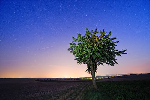 My Tree During The Perseid Meteor Shower by Philipp Klinger Photography