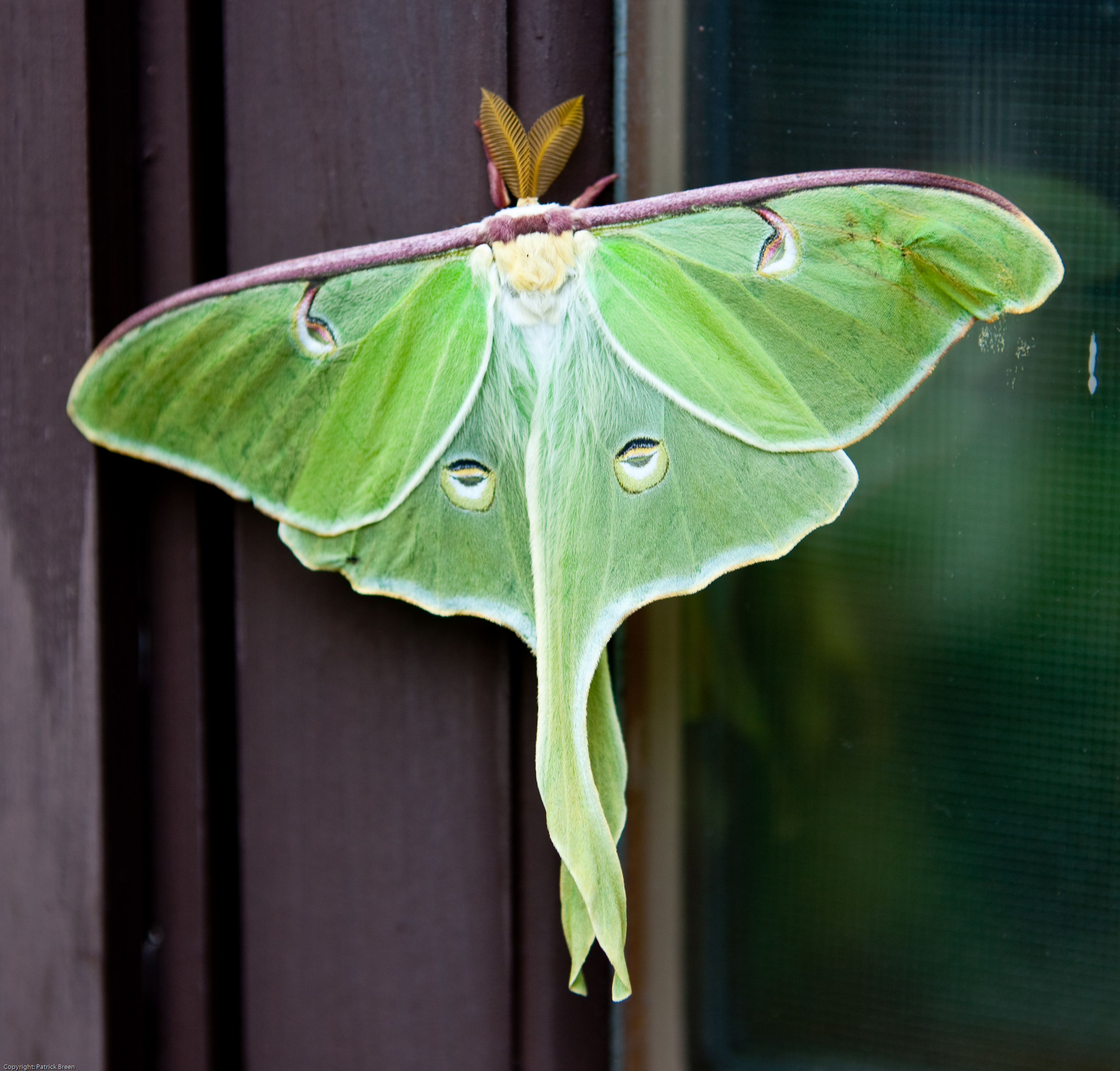 Luna Moth