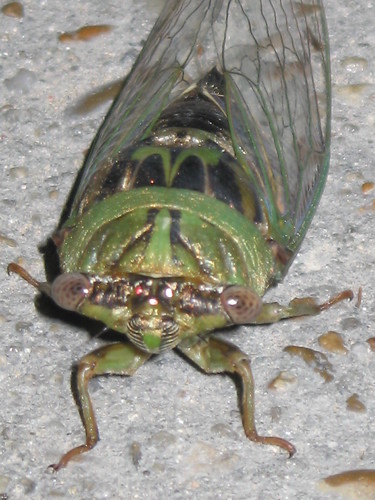 Nasty looking bug | Can anyone tell me the name of this extr… | Flickr