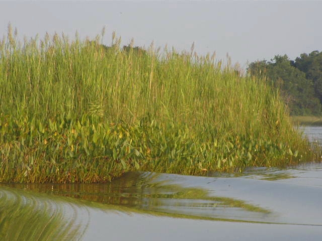Rappahannock River Cruise:  Occupacia Creek Marsh Grass