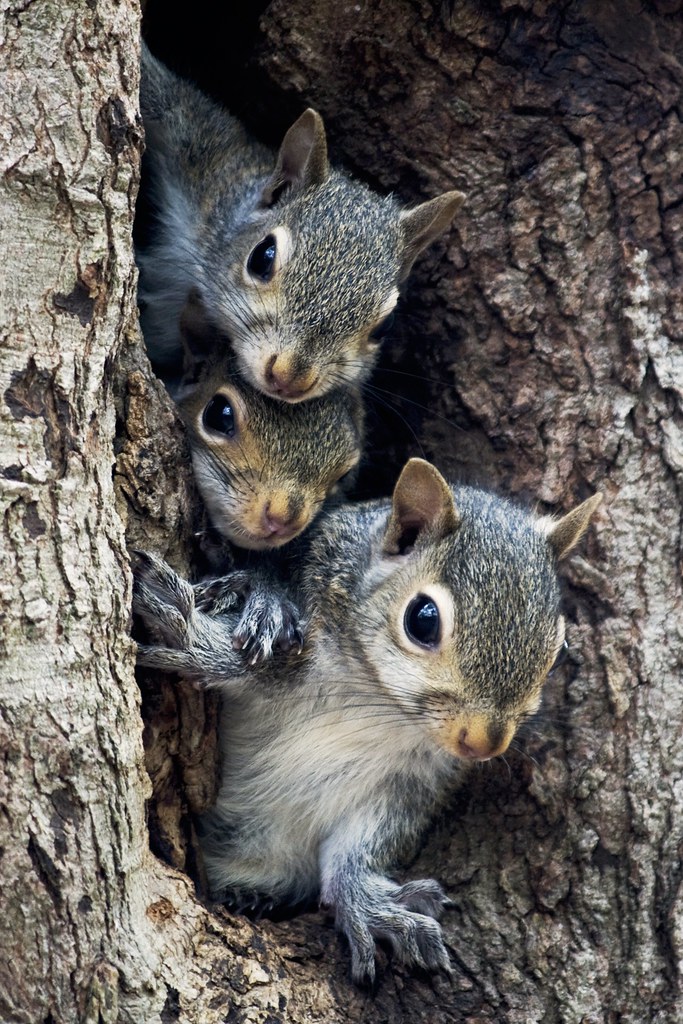A Squirrels Family Tree by G. H. Holt Photography