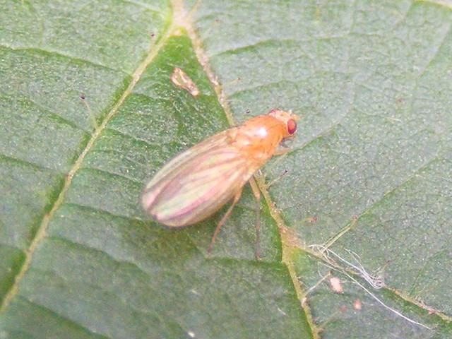 Acalyptrate fly (Tricholauxania sp)
