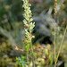 Flickr photo 'Koeleria macrantha (Crested hair-grass / Smal fakkelgras) 0693' by: Bas Kers (NL).