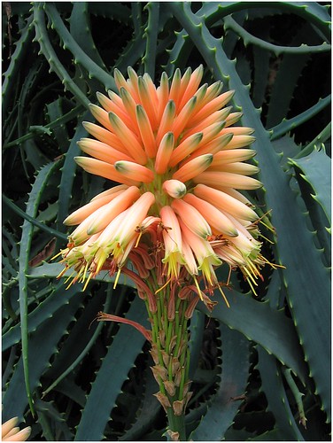 Aloe | Aloe im Loro-Park | kakteenklaus | Flickr