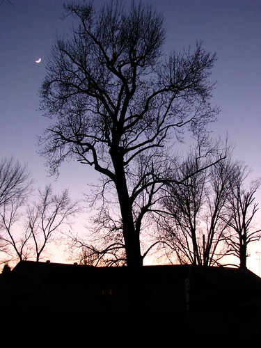 night falls by blue shoestrings, sunset moon tree silhouette