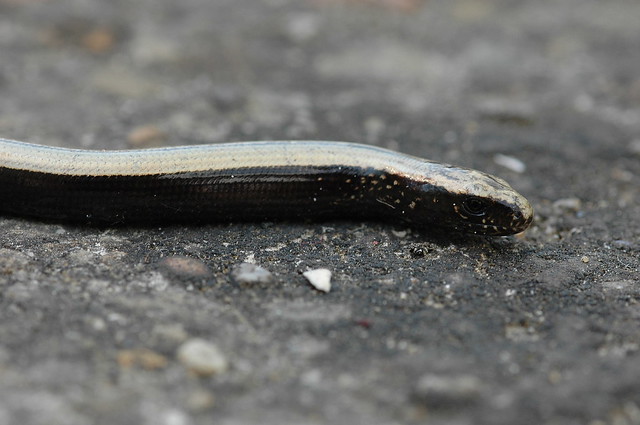 Anguis fragilis (Slow worm / Hazelworm)