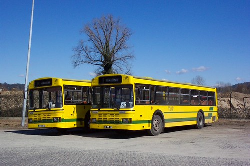 A fine pair of Portuguese Leylands. | by Renown
