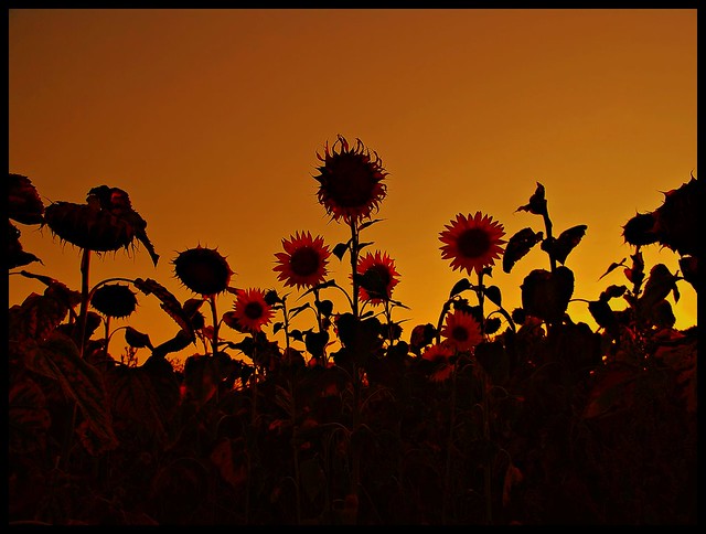Sunflowers in Orange Sky ;P