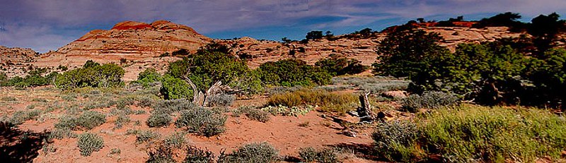 Willow Flats Campsite, Canyonlands - Island in the Sky. NP, Utah by JMW Natures Images