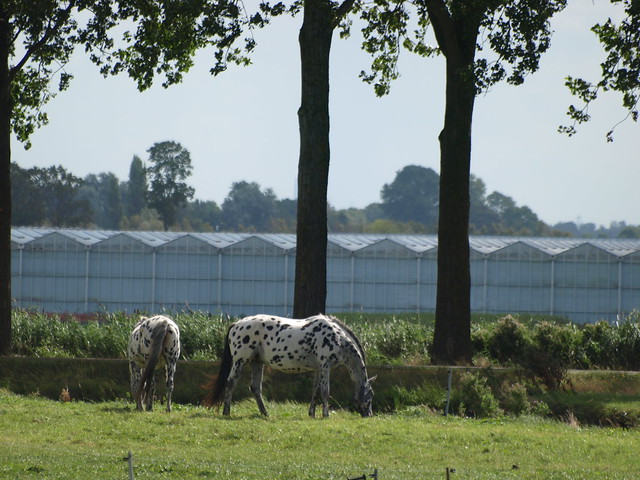 Dalmatierpaard ( appaloosa paarden )
