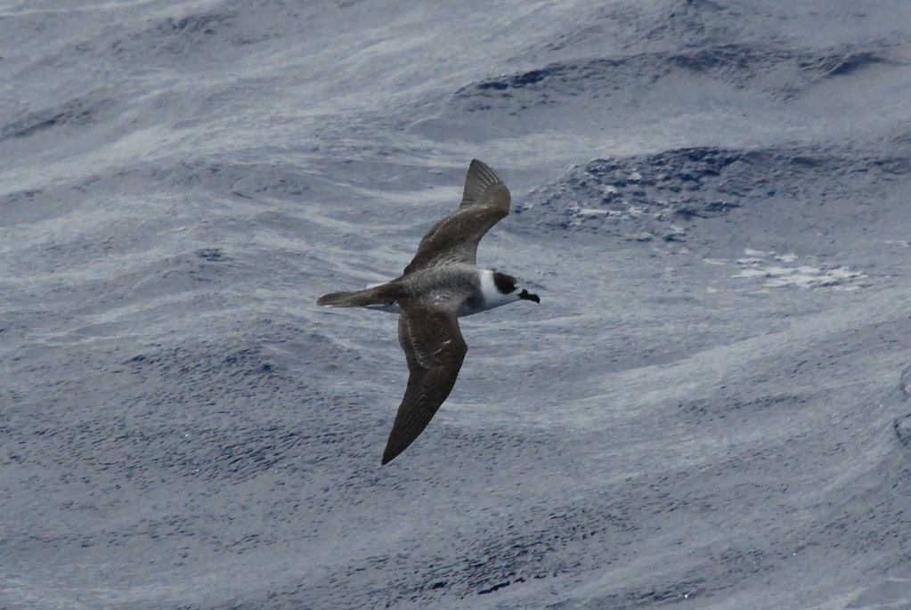 White-necked Petrel, Pacific Ocean