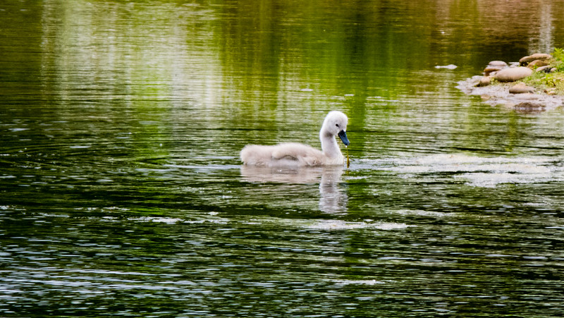 Cygnet, Sandwell Valley