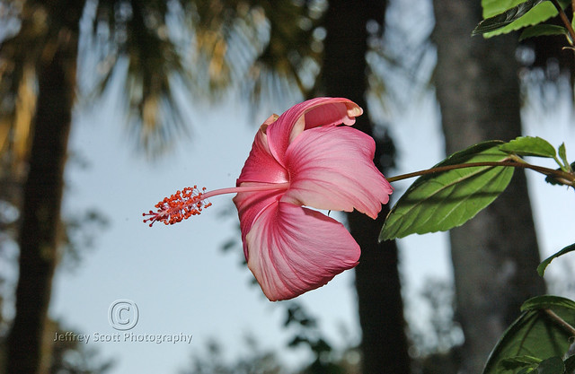 Pretty Pink Hibiscus