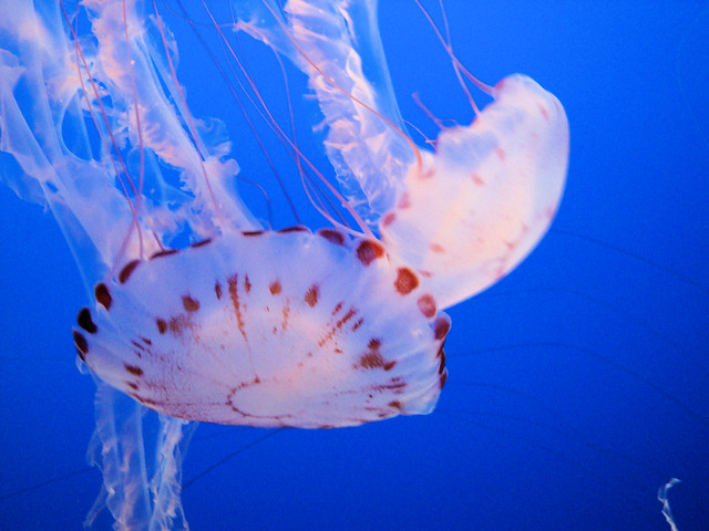 DSC24264, Purple-Striped Jelly (