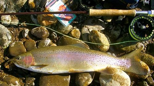 flyfishing sacramentoriver wildtrout