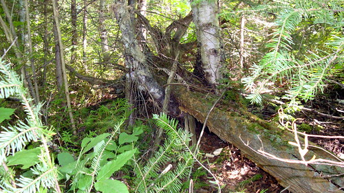forest floor by crystalluxmore.com, camping sunset outdoors fishing hiking adventure boating wilderness northernontario gogama grassylak