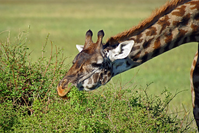 Serengeti, Giraffe