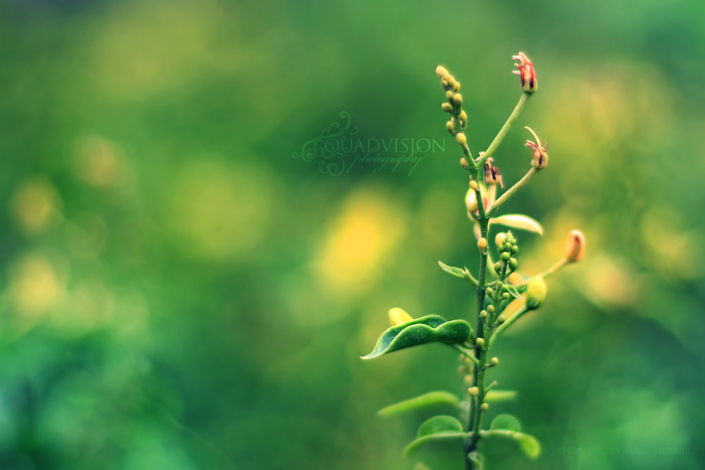 I love to think of nature as an unlimited broadcasting station, through which God speaks to us every hour, if we will only tune in by Quadvision [Bokeh Dreaming]
