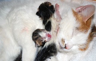how to help sad or depressed cats and a baby siamese cat baby siamese cat price