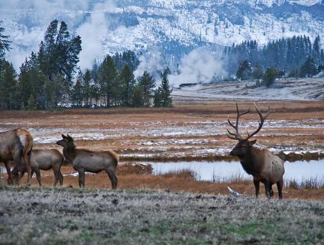 Elks in Yellowstone