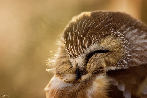 sleeping newyork bird nature wildlife rochester raptor owl lakeontario predator avian sawwhetowl aegoliusacadicus northersawwhetowl