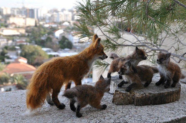 mother fox with .cubs...