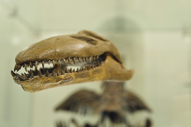 Plesiosaur - AMNH