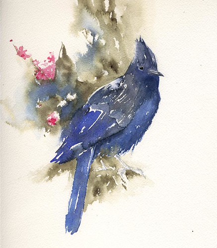Steller's Jay | by spinyurchin