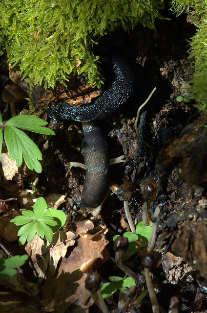 Limax cinereoniger (Ash-black Slug / Zwarte aardslak)