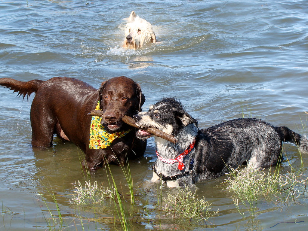 Chapoquoit Beach
