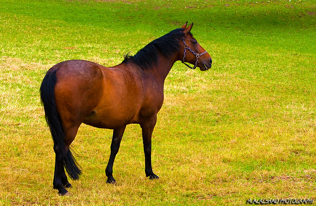 Equestrian Beauty in Germany
