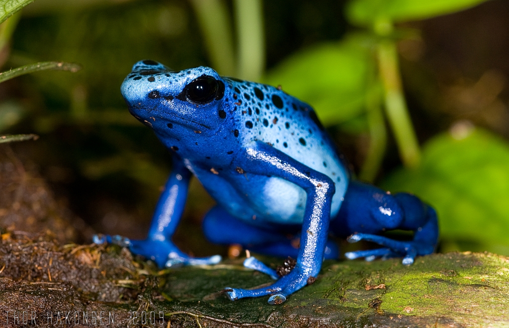 Top 20 Animals That Are Cute But Deadly Animals Blue Poison Dart Frog