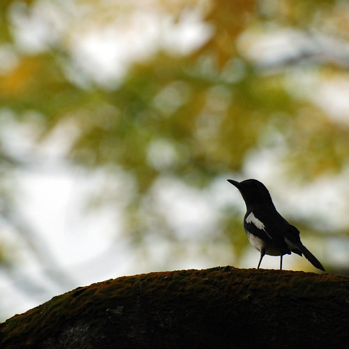 Birdwatching | by Ping Timeout