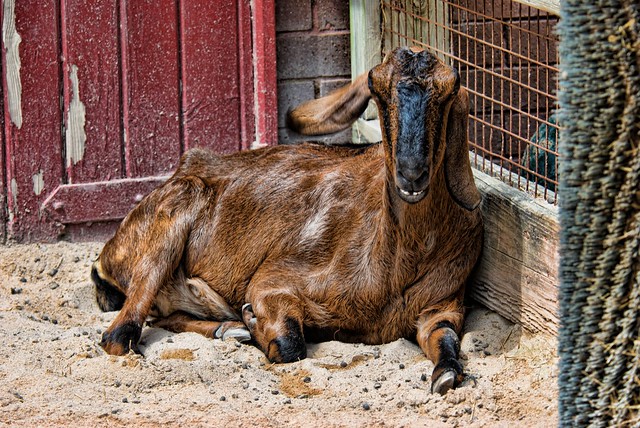Farm Animal at the Riverbanks Zoo in HDR