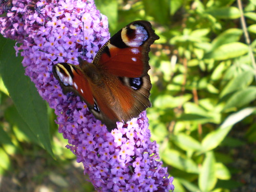 Peacock Butterfly on Buddleija