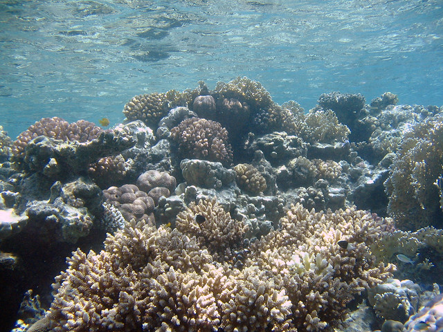 Marsa Alam underwater - Red Sea