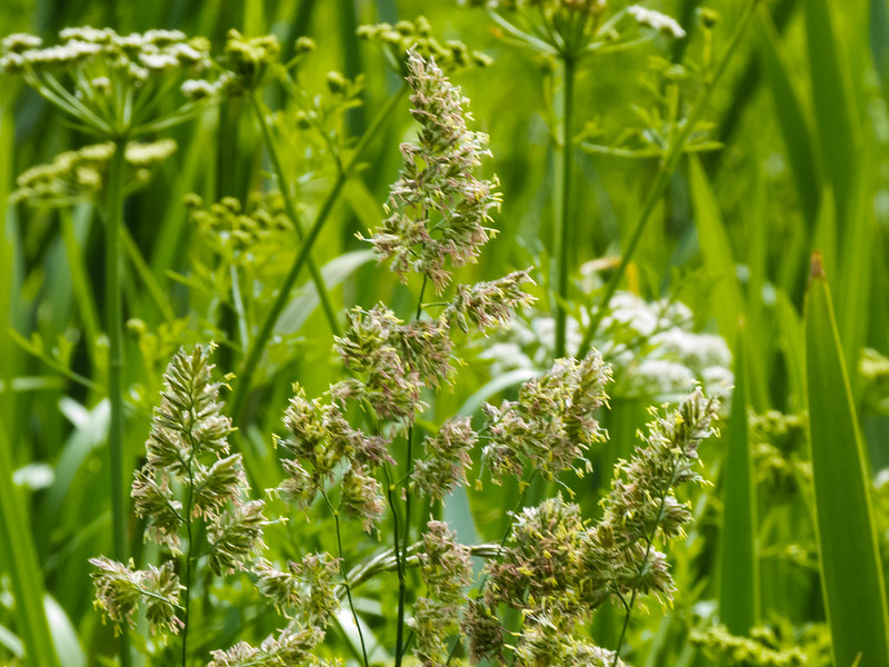 Grass flowering