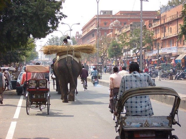 A Jaipur avenue