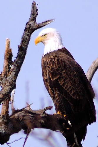 bird nikon d70 eagle kansas shawneemissionpark naturesfinest wildlifephotography aplusphoto