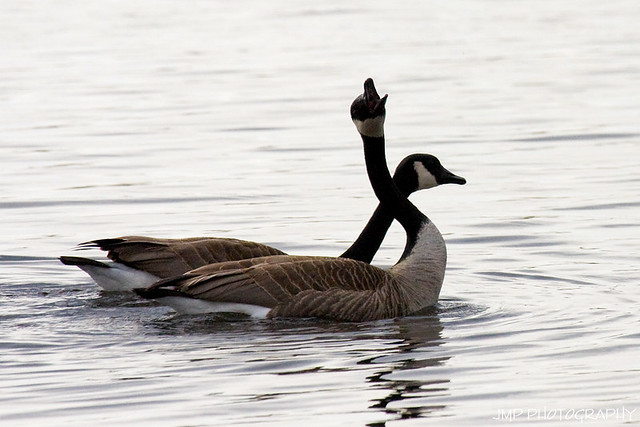 Courting Canada Geese