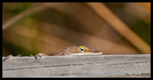green nature bay valdosta head wildlife grand lizard anole hiding wma lowndes d80