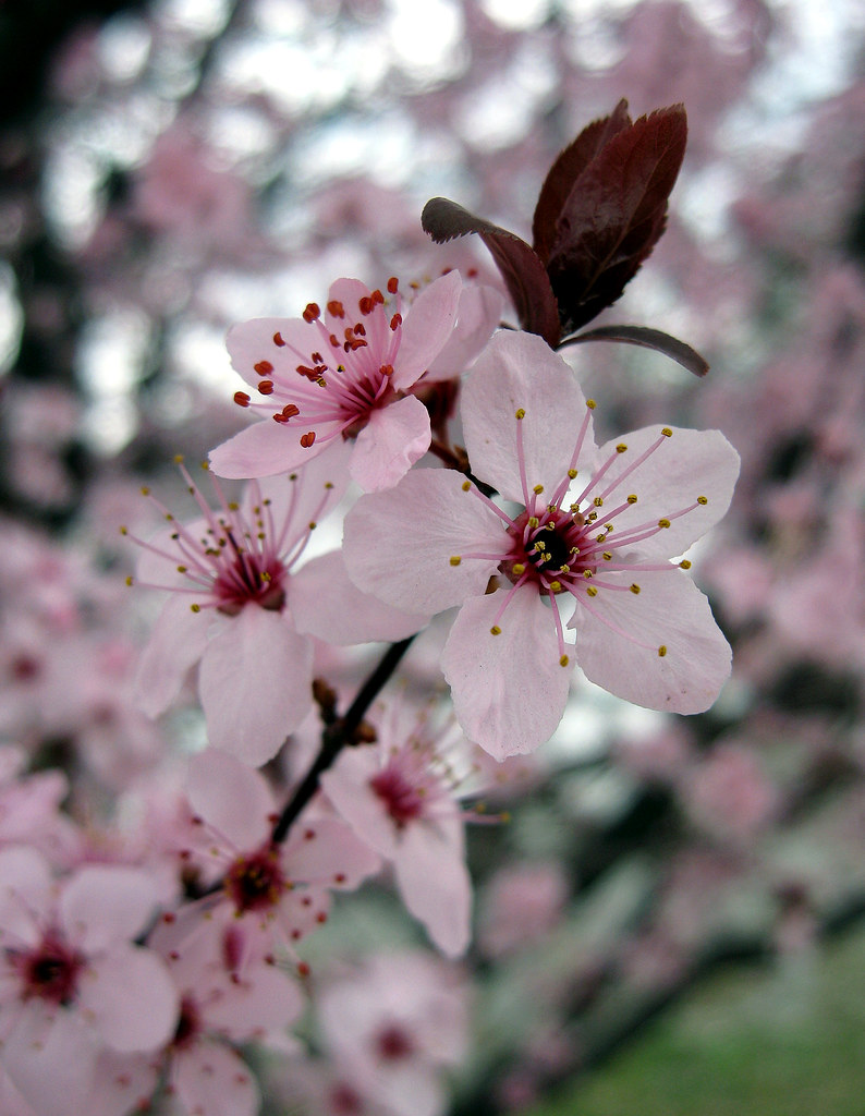 Prunus (species?), Ornamental plum?, Roanoke, Virginia