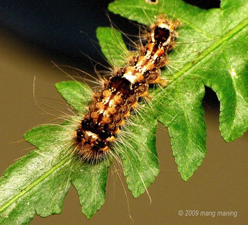 Igad Insect FP: Higad or Hairy Caterpillar | EXPLORE # 26 Caterpillars a… | Flickr